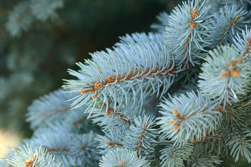 Blue Spruce